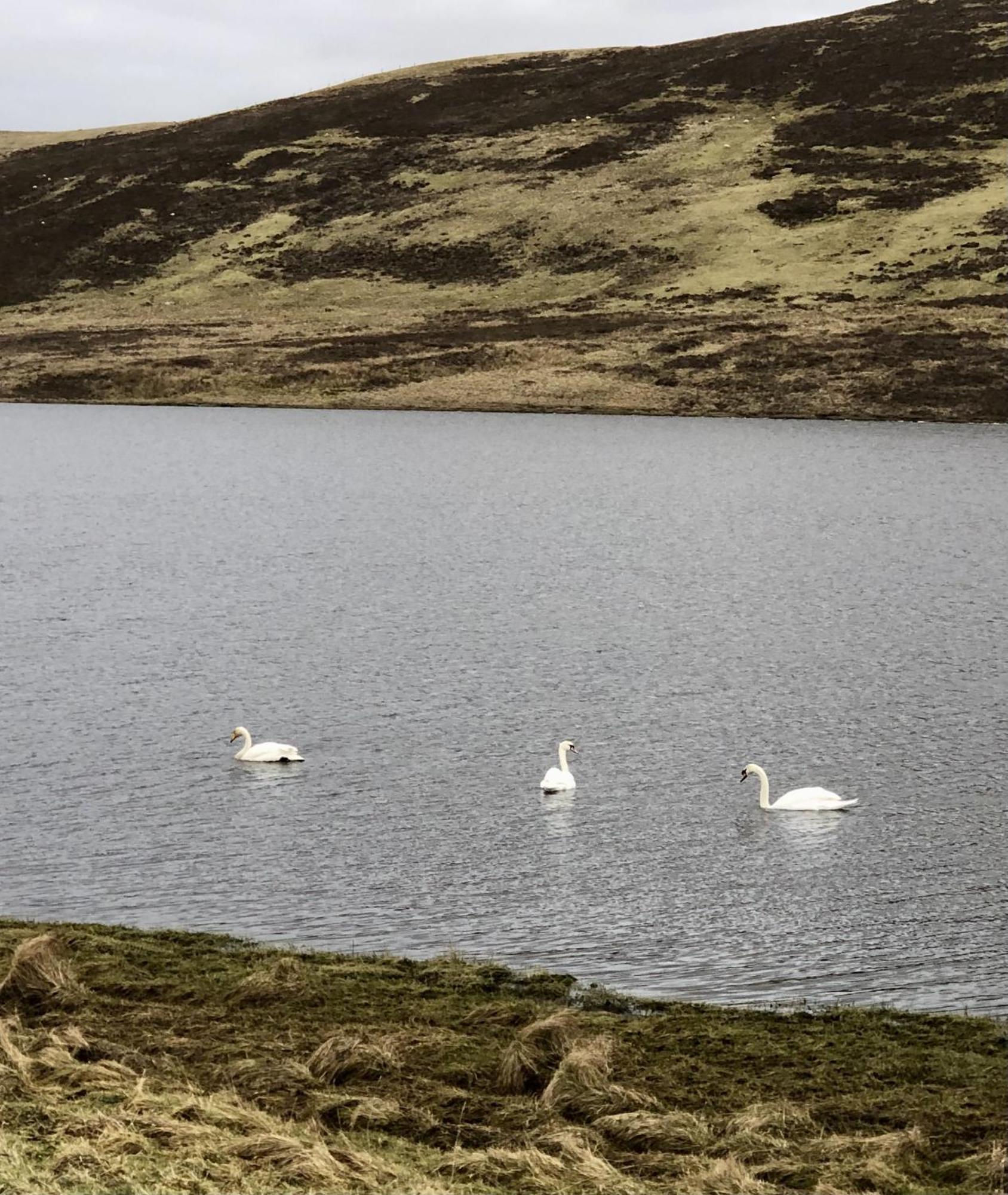 Scalloway Caravan Park Ngoại thất bức ảnh